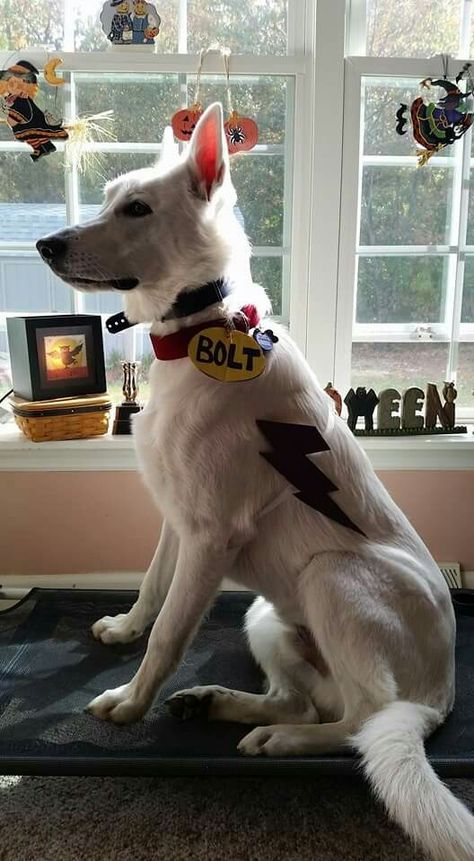 DIY Disney Bolt Halloween Costume for your Dog Dog Costumes Halloween Large, Cute Dog Halloween Costumes, Cute Dog Costumes, Costume Disney, Puppy Costume, Diy Dog Costumes, Pet Halloween Costumes, Animal Costumes, Disney Dogs