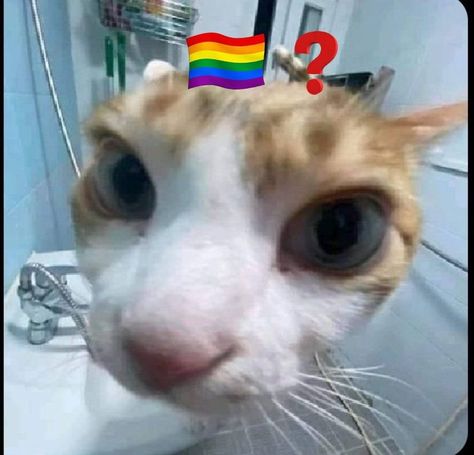 Hi Meme, Ugly Cat, Lgbtq Funny, Fotografi Vintage, Silly Cats Pictures, Roblox Memes, Cat Icon, Silly Images, Silly Animals