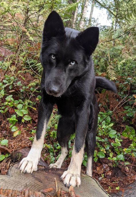 Dalmation Mix Breed, Rare Dog Breeds Unique, Scary Dogs Breeds, Black Puppy Aesthetic, Blue Eye Dog, Black Wolfdog, Dog Black And White, Cool Dogs, Greenland Dog