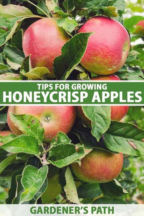 Honeycrisp Apple Tree, Planting Apple Trees, Growing Apple Trees, Apple Tree Care, Apple Plant, Planting Fruit Trees, Honeycrisp Apple, Honey Crisp, Raspberry Plants