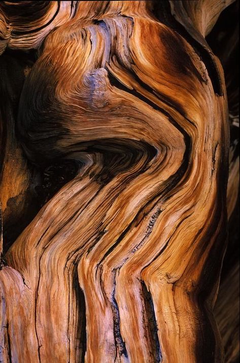 Bristlecone Pine | Beautiful Textures | Interior Design Inspiration Roots Aesthetic, Magnus Burnsides, Art In Nature, Bristlecone Pine, Theme Nature, Deco Nature, Wood Texture, Inspiration Art, Patterns In Nature