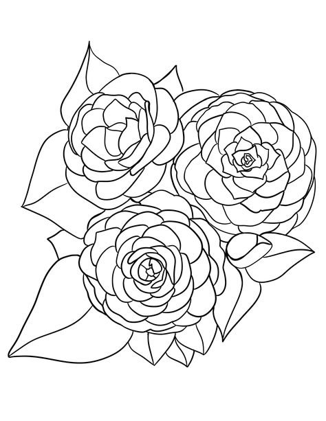 This coloring page features Alabama's state flower, the camellia. Illustrated by B.C. Aragon. Part of an ongoing series of free Appalachian state flower coloring printables. Alabama State Flower, Alabama Tattoos, Bisexual Wallpaper, Coloring Printables, Appalachian State, Alabama State, Colouring Printables, Camellia Flower, Dainty Tattoos