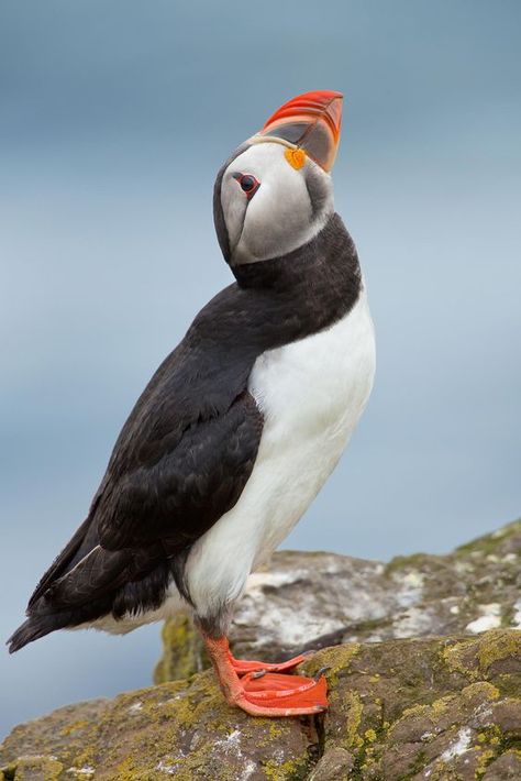 Atlantic Puffin, Puffins Bird, Coastal Birds, Most Beautiful Birds, All Birds, Red Birds, Sea Birds, Colorful Birds, Animal Wallpaper