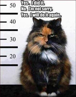 Evil Cat, Koci Humor, Lady Cat, Image Chat, Haiwan Peliharaan, Funny Dog Pictures, Grumpy Cat, Funny Animal Pictures, Animal Photo