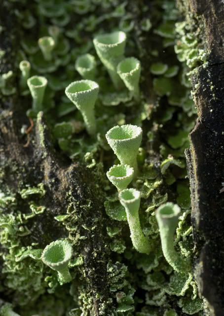 Jagged Root, mossfernsandlichen: Cladonia aka pixie cup... Pixie Cup Lichen, Green Autumn, Autumn Green, Lichen Moss, Slime Mould, Plant Fungus, Mushroom Fungi, Seed Pods, Food Source