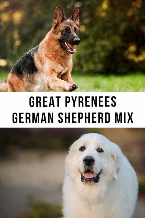 Shepnees Dogs, German Shepherd Great Pyrenees, Great Pyrenees German Shepherd, Shepherd Mix Puppies, Types Of Puppies, Pyrenees Dog, Great Pyrenees Dog, German Shepherd Mix, Pet Projects