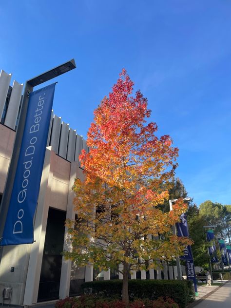 #campus #university #esade #barcelona #erasmus Barcelona University, Uni Aesthetic, Campus University, Beautiful Tree, Barcelona, Spain, University