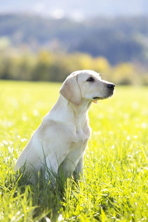 Labrador Retriever: Labs love to please, whether it's as guide dogs, narcotic detection dogs or just everyday family pets. Americans have accordingly made them the most popular breed in the country for a whopping 26 years in a row. Click through for more of the smartest dog breeds! Best Large Dog Breeds, Best Dogs For Kids, Family Dogs Breeds, Family Friendly Dogs, Smartest Dog Breeds, Detection Dogs, Best Dogs For Families, Dog List, Best Dog Breeds