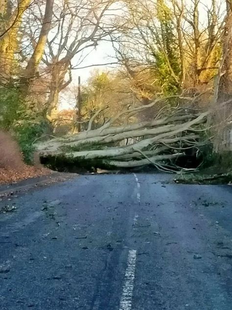 Falling Tree, Uk Weather, Fallen Tree, Tree Felling, North East England, Northern England, Wind And Rain, Strong Wind, Windy Day