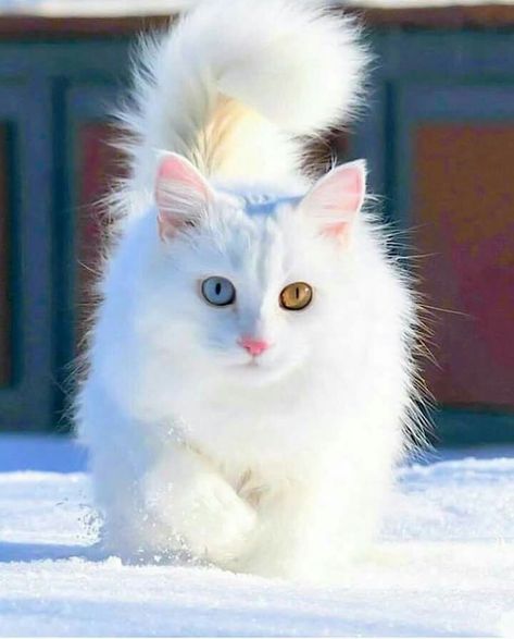 White Cat, The Snow, Blue Eyes, Running, Blue, White