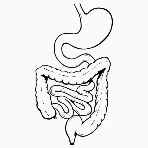 Internal digestive system | Premium Vector #Freepik #vector #digestive-system #intestine #colon #spleen Stomach Diagram, Stomach Drawing, Digestive System Diagram, Human Body Projects, Human Digestive System, Sistem Pencernaan, Pa School, Human Body Anatomy, General Surgery