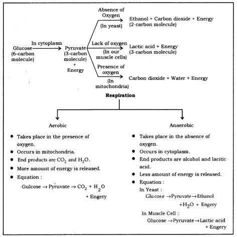 Life Processes Class 10 Notes Science Chapter 6 - Learn CBSE  #Class10ScienceNotes #ScienceClass10Notes #Class10ScienceNotesPDF #NCERTClass10ScienceNotes #NotesOfScienceClass10 Class 9 Science Notes Biology, Life Processes Biology Notes, Life Processes Class 10 Notes, Class 10 Notes, Notes Science, Human Respiratory System, Class 10 Science, Science Revision, Plant Physiology