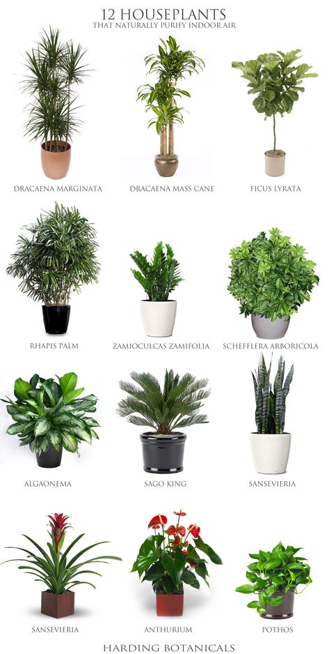 Best Desk Plants, Indoor Plants Low Light, Tanaman Indoor, Desk Plants, Trendy Plants, Alpine Plants, Healthy Teas, Best Indoor Plants, Low Light Plants