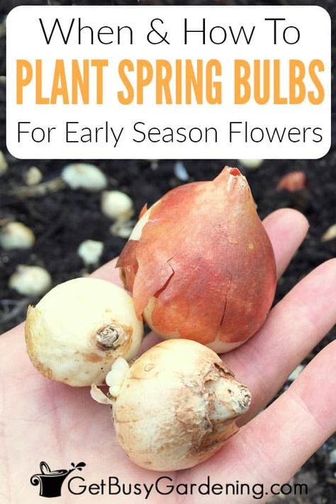 Are you thinking about planting some bulbs this fall to enjoy next spring? With so many different options, growing colorful flowers like crocus, tulips, hyacinths, and daffodils is a great way to add some variety to your garden early in the season. But you have to think ahead! Learn when is the best time to put bulbs in the ground, how deep they need to be buried, and how to make sure they will thrive until spring. Find out how to plant them for the best show of layered blooms and color. When To Plant Flower Bulbs, Planting Tulip Bulbs In Spring, How To Plant Bulbs In Spring, Tulips In Containers Planting Bulbs, When To Plant Tulip Bulbs Fall, How To Plant Bulbs In The Ground, When To Plant Spring Bulbs, When Do You Plant Tulips Bulbs, How To Plant Bulbs In Containers