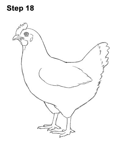 How to draw a Hen Chicken 18 Chicken Drawing Simple, Drawing Chickens, Hen Drawing, Chicken Outline, Hen Or Rooster, Draw A Chicken, Hen With Chicks, Hen Art, Chicken Coloring