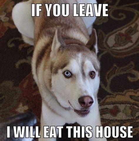 14 Funny Husky Memes That Will Make Your Day! | PetPress Silly Husky, Husky Meme, Dogs Silly, Husky Quotes, Husky Humor, Siberian Husky Training, Husky Facts, Siberian Husky Funny, Funny Husky