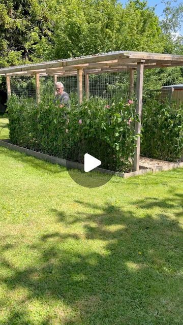 Zoe Woodward on Instagram: "Sweet Peas going Out Out!  The Sweet Peas are all hardened off, don’t skip this bit or they can get cold shock after all that time in the greenhouse.  More coming up on stories but in the meantime you can visit the Sweet Pea Grow-A-Long Video hub for full all the details including the building of Neil’s Sweet Pea house!  I love this tune so much 💕  #growwithzoe #sweetpea #growalongwithzoe #sweetpeas #flowers #leftovers #britishflowersweek #spring #plantsmakepeoplehappy #growyourown #gardenlove #allotmentlove #flowersforflorists #weddingflowers #scentedflowers #flowerfarming #flowerstagram #flowersmakethehome #homegarden #homegrown #wildbouquet #wildyourgarden #seasonalflowers #florist #floraldesign #embracingtheseasons #floraleducation #gardening #gardenideas # Sweet Pea Tunnel, Sweet Pea Trellis Ideas, Sweet Pea Trellis, Sweetpeas Flowers, Sweetpea Flower, Sweet Pea Garden, Pea Trellis, Sweet Pea Plant, Growing Sweet Peas