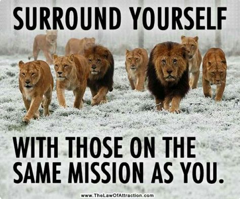 Surround yourself with those on the same mission as you. Lion Quotes, And So It Begins, Charles Darwin, Spiritual Warfare, Bodybuilding Motivation, E Card, True Words, A Group, Great Quotes