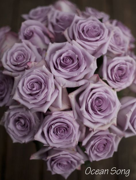 Ocean Song Rose, a lavender rose by http://www.harvestwholesale.com Ocean Song Rose, Wedding Flowers Purple, Roses Lavender, Roses Purple, Rose Gardening, Colored Roses, Rose Varieties, Rose Purple, Lilac Roses