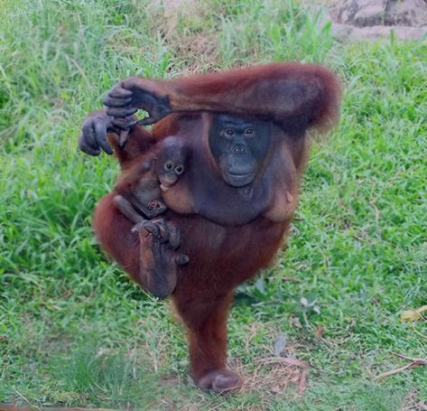 Funny Monkey Pictures, Animal Yoga, Wildlife Pictures, Monkey Pictures, Baby Facts, Great Ape, Reality Shows, Bear Dog, Monkeys Funny