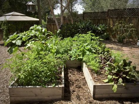 Garden Southern California, Summer Vegetable Garden, Above Ground Garden, Moving Plants, Garden Playhouse, California Backyard, Southern Summer, Vegetable Harvest, Summer Tips