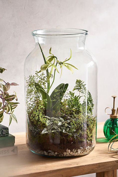 Handmade from recycled glass, this terrarium makes a modern home for succulent gardens. | Recycled Glass Jar Terrarium in Clear, Size: Small at Terrain Clear Pots For Plants, Clear Plant Pot, Glass Jar Terrarium, Plants In Glass Jars, Terrarium Making, Bio Project, Mason Jar Terrarium, Jar Terrarium, Water Terrarium