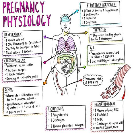 #pregnancy #physiology #medschool #tips Midwifery Notes, Anatomy And Physiology Notes, Effective Notes, Physiology Notes, Obstetrics Nursing, Reproductive Justice, Newborn Nursing, Midwifery Student, Student Midwife