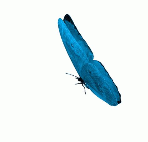 Butterflies Animation, Gif Gato, Gifs Png, Bicycle Wallpaper, Butterfly Gif, Deco Accessories, Music Cover Photos, Motion Wallpapers, Photography Inspiration Portrait