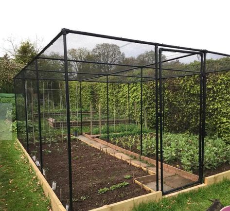 DIY Garden Cage: 15 Creative and Cost-Effective Ideas - tinktube Allotment Ideas, Fruit Cage, Cucumber Trellis, Bird Netting, Garden Netting, Outdoor Trellis, Small Patio Garden, Diy Trellis, Vegetable Garden Design