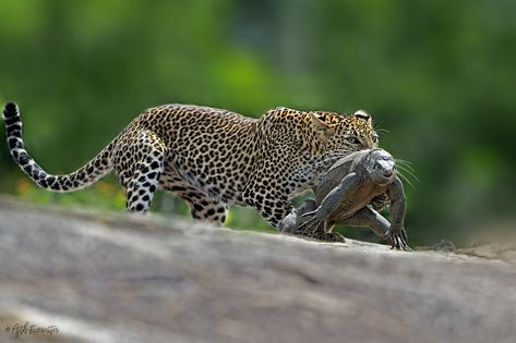 Leopard hunting Monitor Lizard #Leopard #Monitor Lizard #Srilanka #Yala #Hunting#Leopard #Monitor Lizard #Srilanka #Yala #Hunting Photographer: Ajith Everester Qatar City, Leopard Hunting, Monitor Lizard, Daily Pictures, Doha, Big Cats, Wildlife Photography, Qatar, Panther