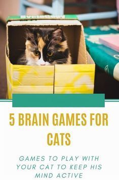 The 25 Best Cat Toys of 2023 That Your Cat Will Love - GreyCat Games For Cats, Cat Rooms, Kitten Training, Kitty Treats, Cat Enrichment, Mickey Finn, Shadow Cat, Best Cat Toys, Kitty House