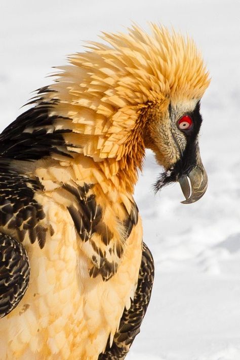 Bearded Vulture, Regard Animal, Weird Birds, Photo Animaliere, Animal Study, Interesting Animals, Animale Rare, Pretty Animals, Exotic Birds