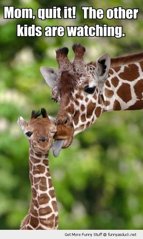 12 Funny Giraffe Memes That Will Make Your Day Giraffe Pictures, Funny Giraffe, In The Zoo, Baby Giraffe, E Card, Giraffes, Sweet Animals, Animal Planet, The Animals