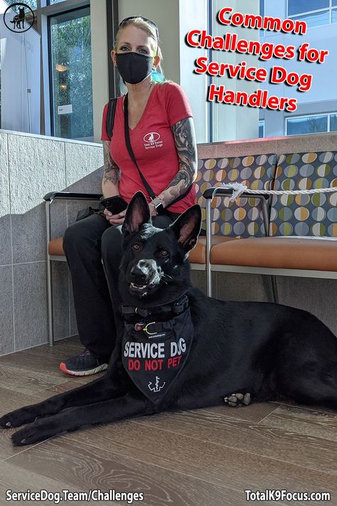 Common Challenges for Service Dog Handlers Doberman Service Dog, Psychiatric Service Dog Gear, Service Dog Aesthetic, Psychiatric Service Dog, Service Dogs Gear, Service Dog Training, Sick Dog, Service Dog, Dog Gear