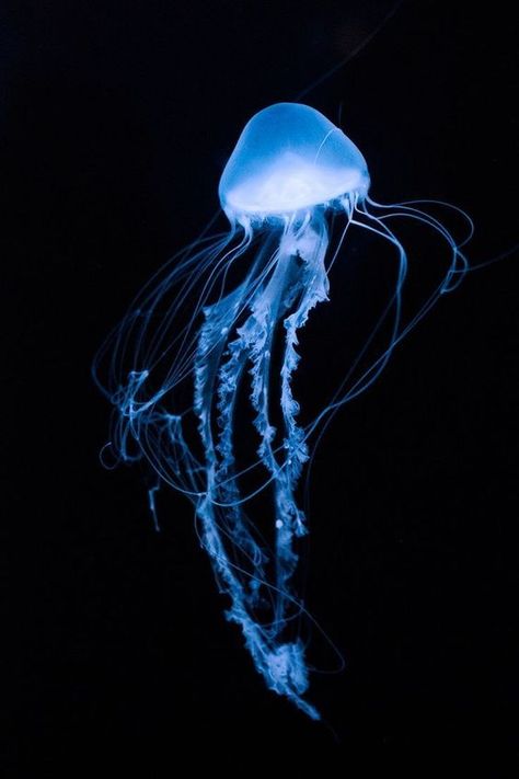 Pretty Jellyfish, Deep Sea Jellyfish, Jellyfish Pictures, Jellyfish Photography, Jellyfish Tank, Sea Jellies, Sea Creatures Art, Cnidaria, Bawah Air