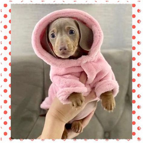 Mini Dachshund Clothes, Mini Weiner Dog, Daschund Puppies, Dog Pjs, Dachshund Sweater, Dachshund Clothes, Clothes Amazon, Puppy Mom, Dog Purse