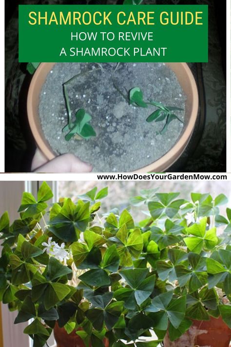 Shamrock Plant Care How To Grow, Shamrock Plant Houseplant, False Shamrock Plant, Clover Plant Indoor, Clover Terrarium, Shamrock Plant Care, Growing Wheat, Houseplant Tips, Shamrock Plant