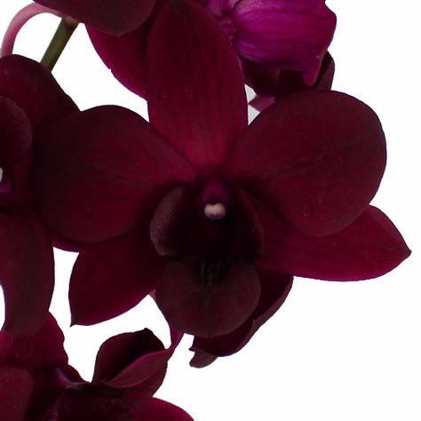 Burgundy orchid Pantone Wedding Colors, Orchid Bouquet, Dendrobium Orchids, Orchid Wedding, Dried Rose Petals, Burgundy Flowers, Flower Care, Wholesale Flowers, Fragrant Flowers