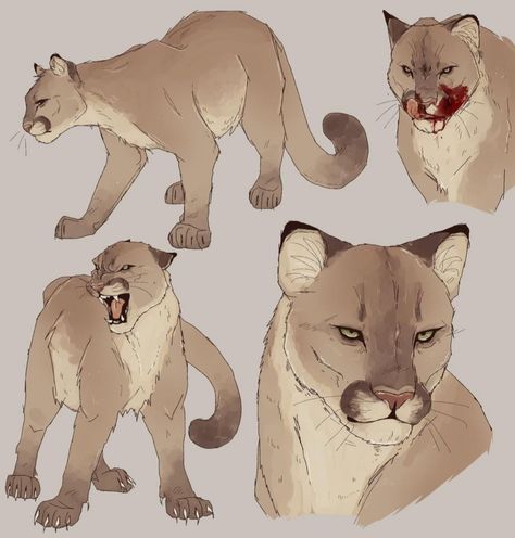 Cat Mythical Creatures, How To Draw Big Cats, Cougar Fursona, Animal Oc Art, Wolf Humanoid, Mountain Lion Drawing, Big Cat Drawing, Cougar Drawing, Human To Animal Transformation Art