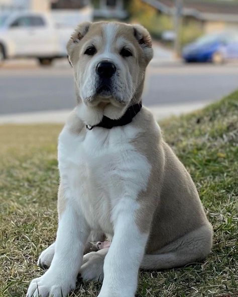 Central Asian Shepherd Puppies, Alabai Puppies, Asian Shepherd Dog, Majestic Dog, Alabai Dog, Central Asian Shepherd, Asian Dogs, Caucasian Shepherd Dog, Caucasian Shepherd