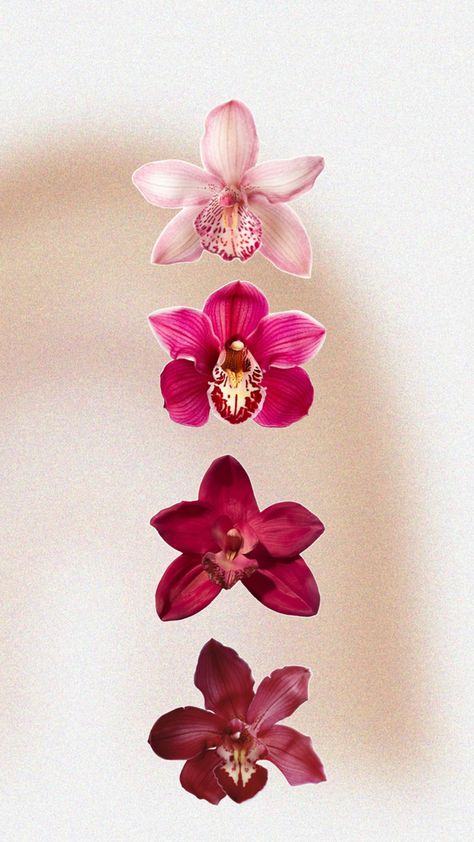 pink red orchids Case Transparente, Decorating Frosting, Nothing But Flowers, Iphone Wallpaper Photos, Iphone Wallpaper Themes, Images Esthétiques, Pretty Wallpaper Iphone, Summer Wallpaper, Ipad Wallpaper