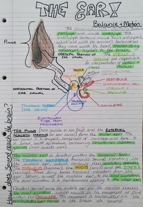 How To Study In Vet School, Horse Vet Notes, Vet Nurse Study Notes, Vet Med Study Notes, Equine Vet Notes, Veterinarian School Notes, Veterinarian Notes Aesthetic, Livestock Veterinarian Notes, Vet Student Notes