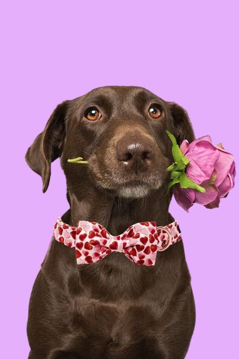 Happy Valentine's Day! Here's why your dog loves you beyond words, in our latest Bark of the Park blog post. Chocolate Labradors, Nature Vs Nurture, Dog Foto, Drawing Refrences, Post Insta, Valentines Day Dog, Homeless Shelter, Chocolate Labrador, Pet Day