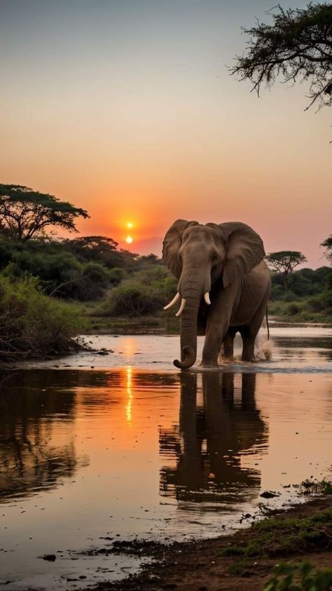 Aesthetic Elephant Pictures, Safari Vibes Aesthetic, Africa Wallpaper Aesthetic, Safari Aesthetic Wallpaper, Safari Animal Photography, Elephant Photos Photography, Wild Life Aesthetic, Elephant Aesthetic Wallpaper, African Aesthetic Wallpaper