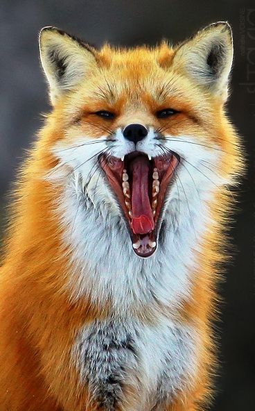 Fox Totem, Fabulous Fox, Wild Kingdom, Pet Fox, Wild Dogs, Silly Animals, Cute Fox, Animal Companions, Red Fox