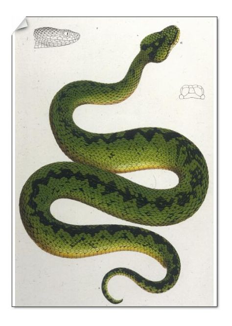 Othello Poster, Snake Painting, Poster Green, Pretty Snakes, Leopard Art, A0 Poster, Painting Green, Snake Art, Green Snake