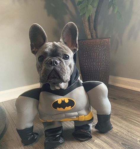 French Bulldog Halloween Costumes, Frenchie Bulldog Puppy, Bulldog Halloween Costumes, Puppy Halloween Costumes, Bulldog Costume, Puppy Potty Training, Dog Costumes Funny, Walking Dogs, Dog And Puppy