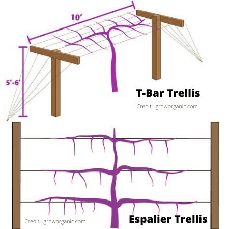 Kiwi Vine Arbor, Kiwi Plant Vines Trellis, Kiwi Trellis How To Build, Kiwi Vine Trellis, Kiwi Berry Trellis, Hardy Kiwi Trellis Ideas, Hardy Kiwi Trellis, Kiwi Trellis Ideas, Kiwi Plant Trellis