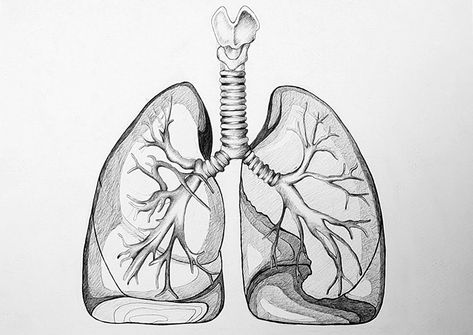 Lungs Sketch, Draw Lungs, Lung Drawing, Lungs Drawing, Lung Anatomy, Human Lungs, Human Drawing, Drawing Process, Anatomy Drawing