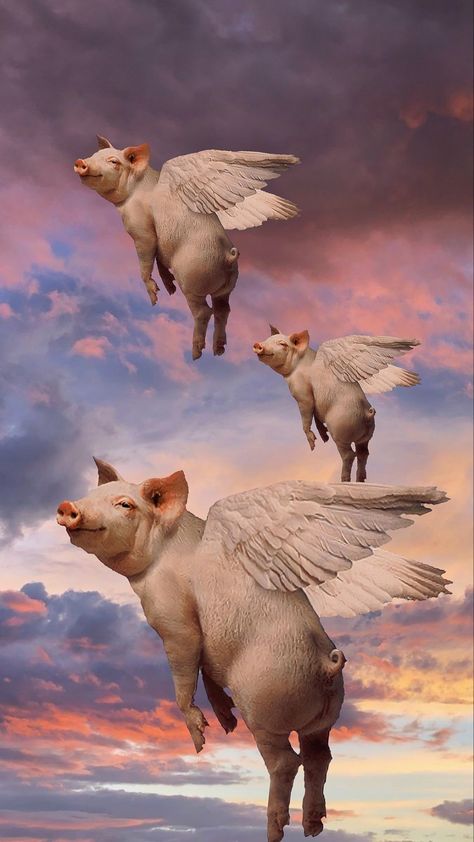 Pigs Flying, Pig Wallpaper, Pigs Fly, Flying Pig, Phone Wallpapers, Pigs, Phone Wallpaper, Iphone Wallpaper, Wallpapers